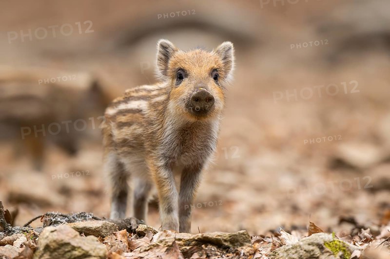 Wild boar (Sus scrofa) piglet standing in a forest, Bavaria, Germany