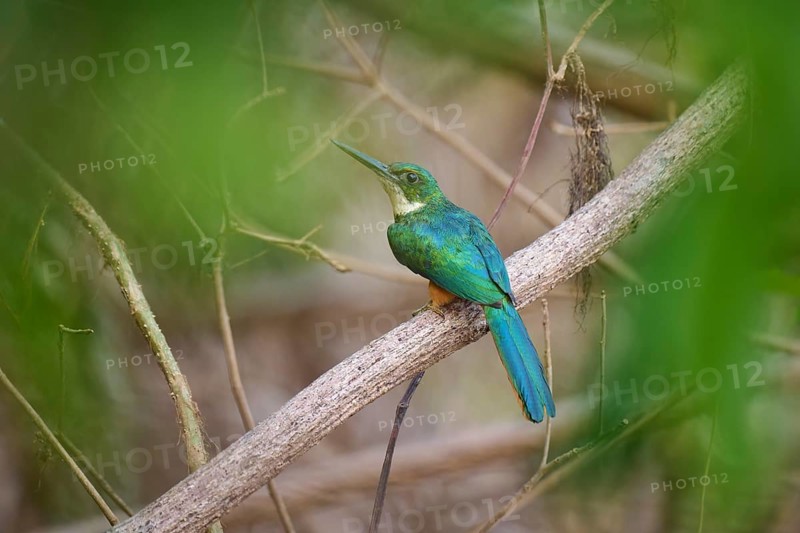 A tropical bird sitting on a branch surrounded by green foliage, Rufous-tailed jacamar (Galbula ruficauda), Pantanal, Mato Grosso, Brazil