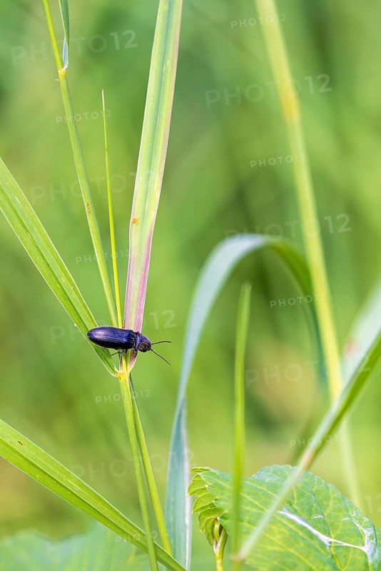 Click beetle (Cerophytidae) sitting on a blade of grass in a meadow