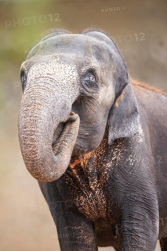 African bush elephant (Loxodonta africana), portrait, captive, distribution Africa