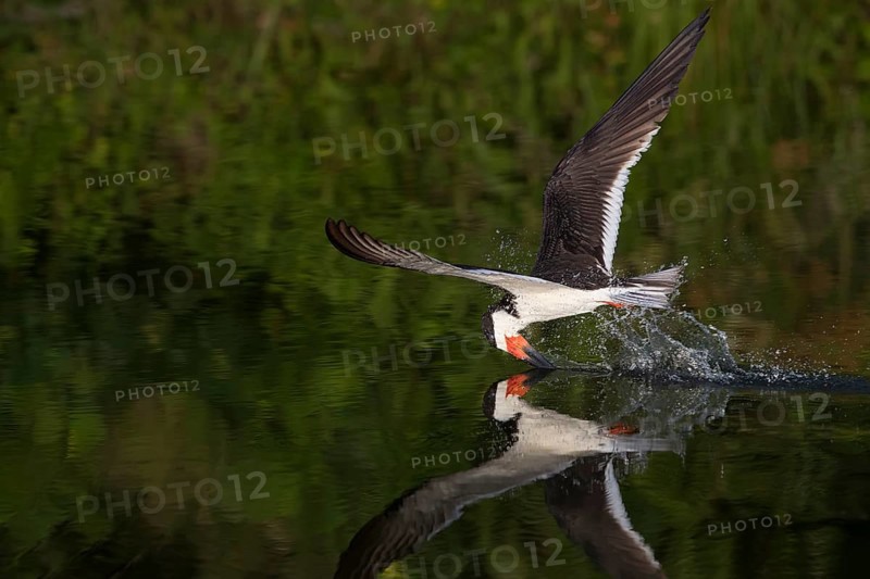 Black Skimmer (Rynchops niger) skimming, New York, USA
