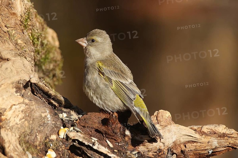 Greenfinch (Chloris chloris) at the winter feeding station in the forest, Allgäu, Bavaria, Germany