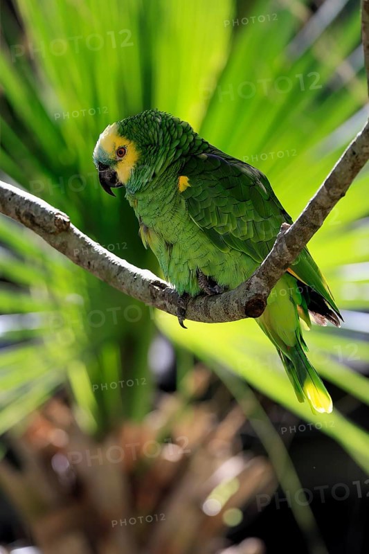 Yellow-headed Amazon (Amazona oratrix), adult, on wait, on tree, Central America, Central America