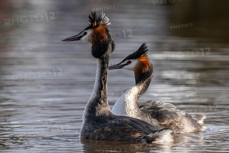 Great Crested Grebe (Podiceps Scalloped ribbonfish) Courtship, Emsland, Lower Saxony, Germany