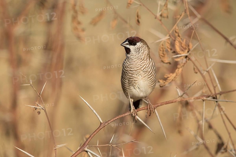 Plum-headed Finch (Neochmia modesta) male, Queensland, Australia
