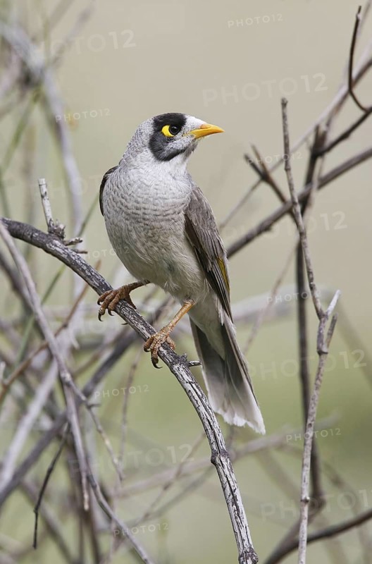 Noisy Miner (Manorina melanocephala), Victoria, Australia