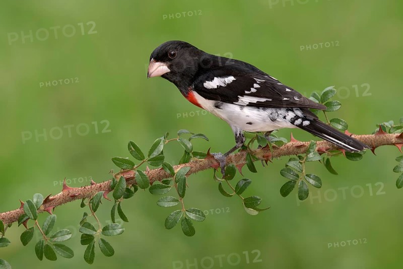 Rose-breasted Grosbeak (Pheucticus ludovicianus) male perched on a branch, Texas, USA