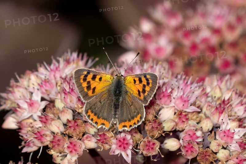 Small copper butterfly (Lycaena phlaeas) adult insect feeding on a garden Sedum flower in summer, Suffolk, England, United Kingdom