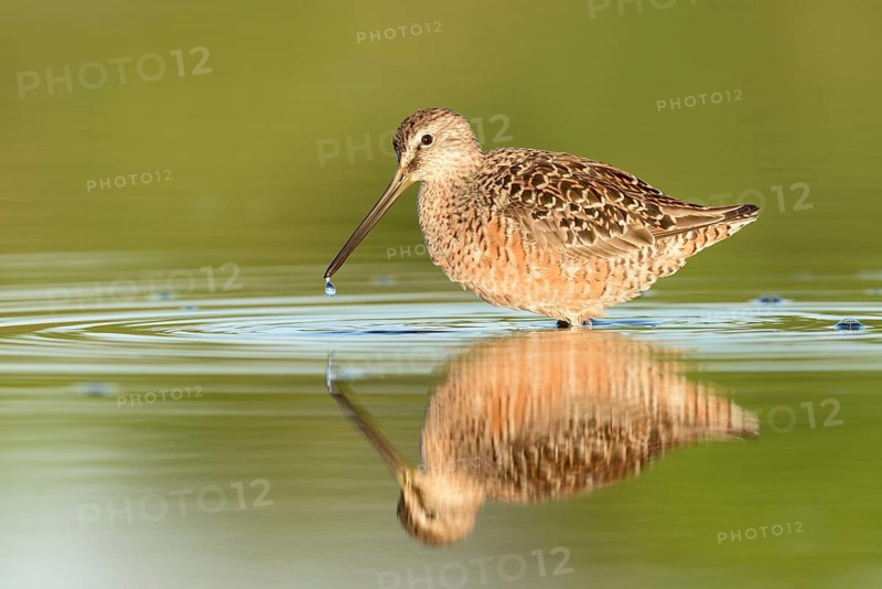 Long-billed Dowitcher (Limnodromus scolopaceus) foraging, Texas, USA