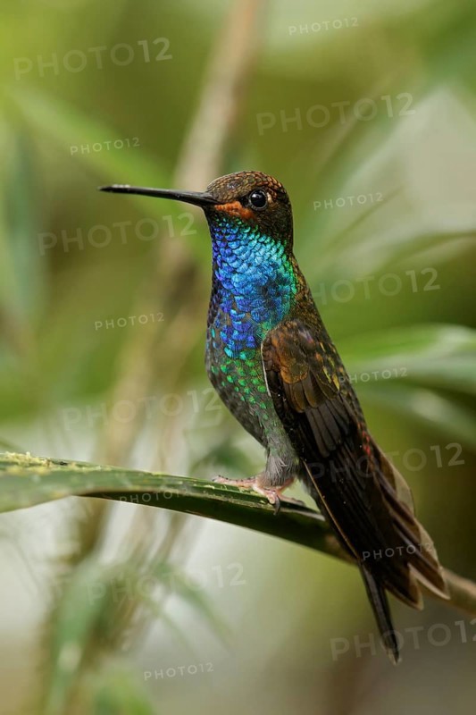 White-tailed Hillstar (Urochroa bougueri) perched on a branch in the Andes mountains in Colombia