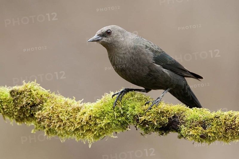 Brewer's Blackbird (Euphagus cyanocephalus), British Columbia, Canada