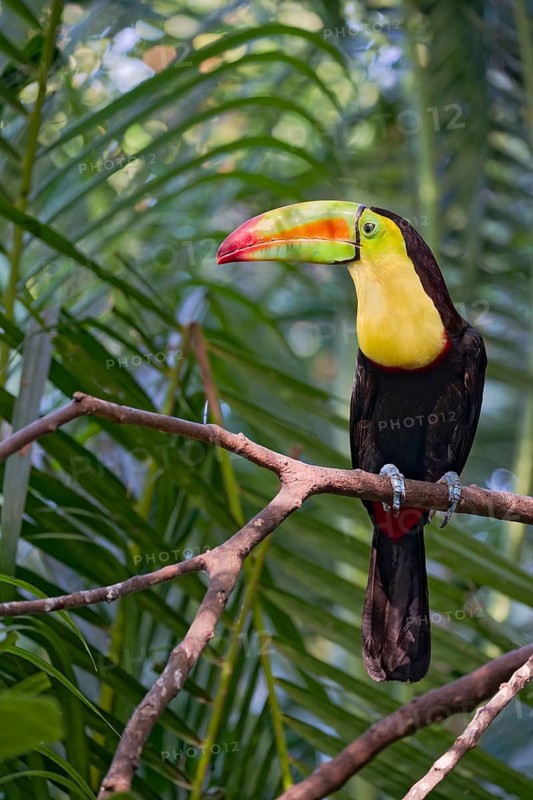 Fishing toucan (Ramphastos sulfuratus) Costa Rica