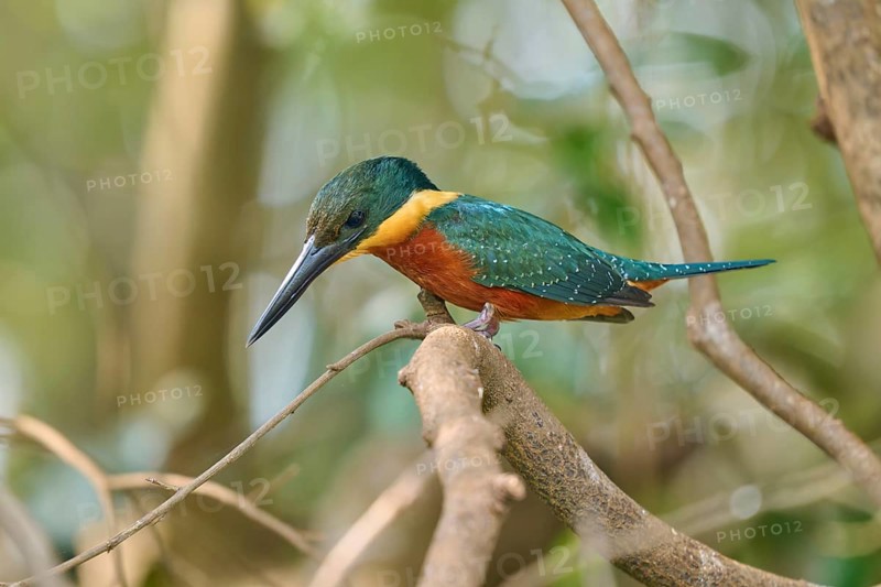 A kingfisher sits on a branch in a forest, surrounded by green nature, Red-breasted Kingfisher (Megaceryle torquata), Rio Negro, Pantanal, Mato Grosso, Brazil