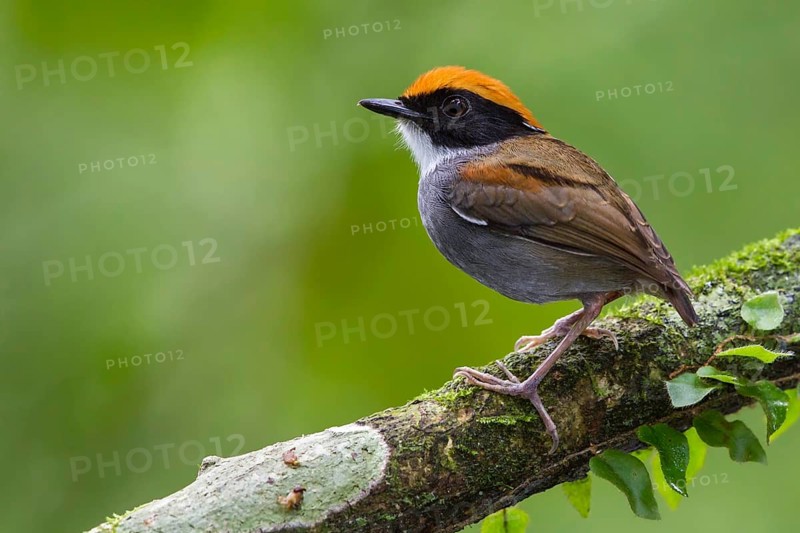Black-cheeked Gnateater (Conopophaga melanops) perched on a branch in the Atlantic rainforest of southeast Brazil