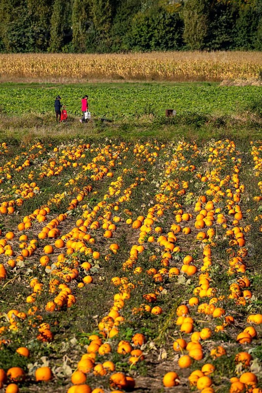 Pumpkin field, ripe pumpkins, shortly in front of harvest, near Neuss, North Rhine-Westphalia, Germany