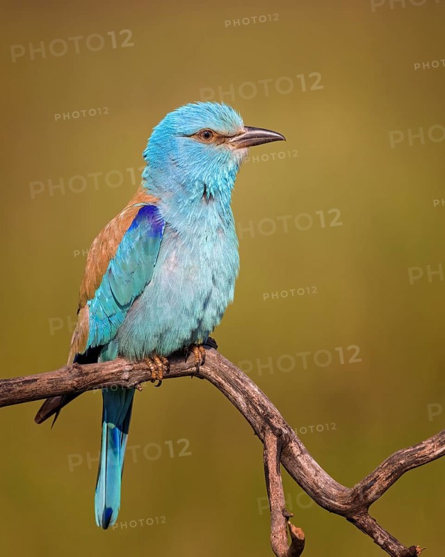 European Roller (Coracias garrulus) perched on a branch, Kiskunsag National Park, Hungary