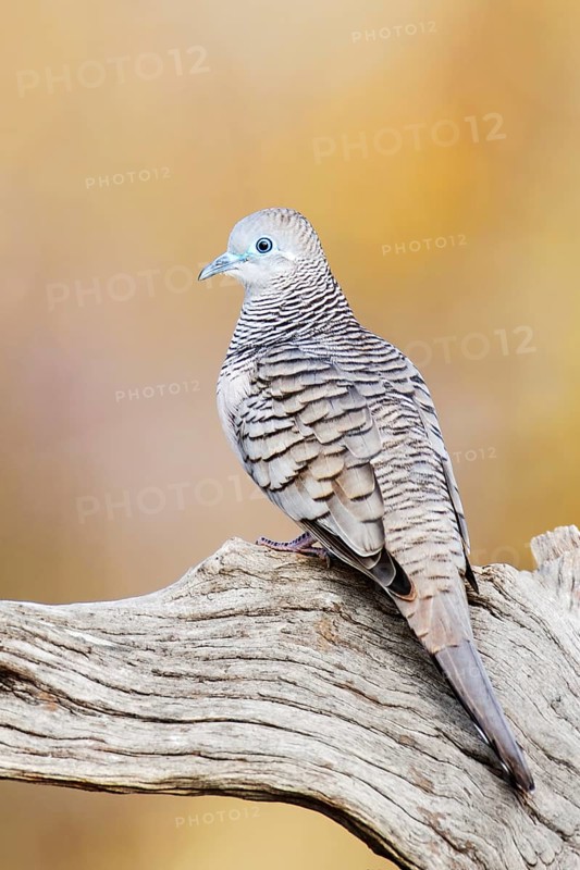 Peaceful Dove (Geopelia placida), Victoria, Australia