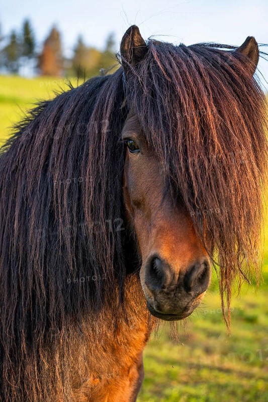 Pony stallion with flowing mane, portrait, black-brown. Evening, golden hour. Germany