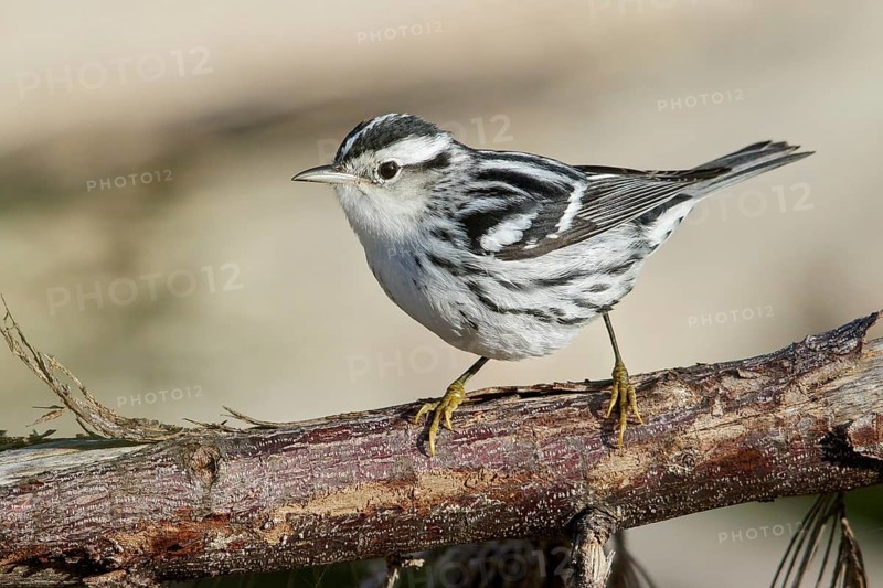 Black-and-White Warbler (Mniotilta varia) perched on a branch in Cuba