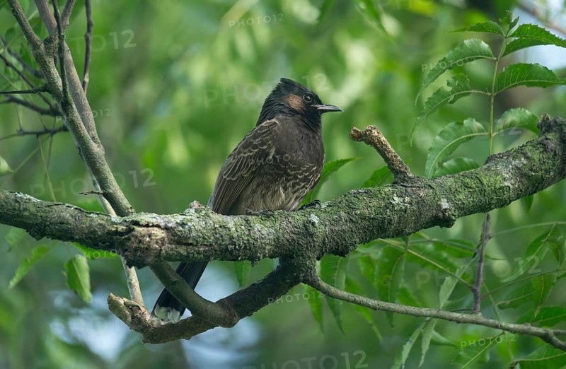 A Red-vented Bulbul (Pycnonotus cafer) on a tree branch, Sreepeur, Gazipur
