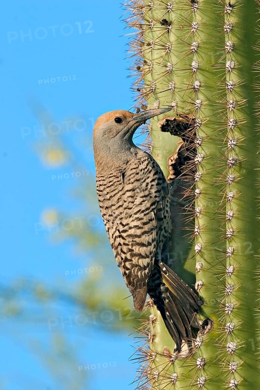 Gilded Flicker Colaptes auratus Tucson, Pima Co., ARIZONA, USA 26 April Adult Female Picidae