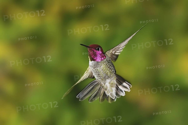 Anna's Hummingbird (Calypte anna), British Columbia, Canada