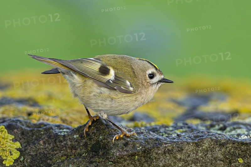 Goldcrest (Regulus regulus), Oeland, Sweden