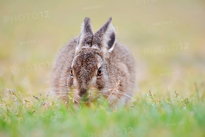 European hare (Lepus europaeus), young animal sitting in a meadow, North Rhine-Westphalia, Germany