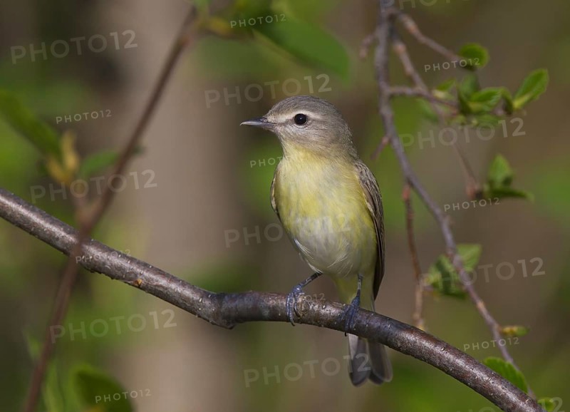 Philadelphia Vireo (Vireo philadelphicus), Ontario, Canada
