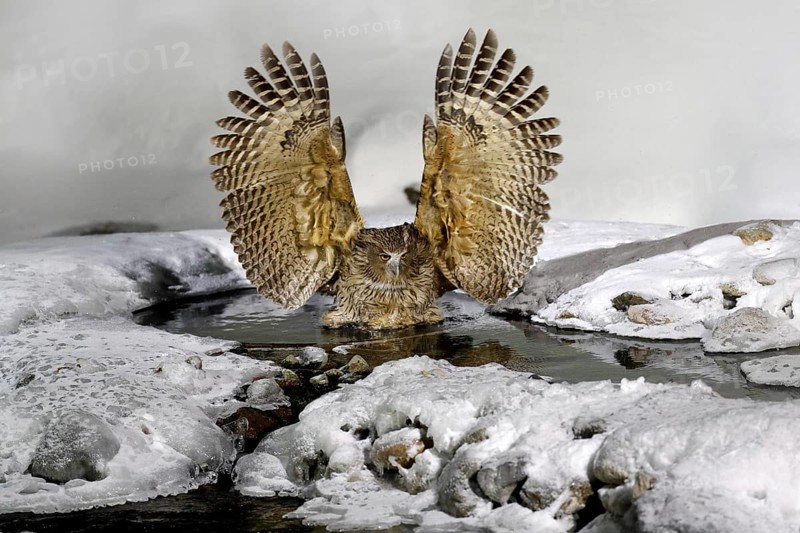 Blakiston's fish owl, Bubo blakistoni, largest living species of owl, fish owl, a sub-group of eagle. Bird hunting in cold water. Wildlife scene, winter Hokkaido, Japan. River bird with open wings