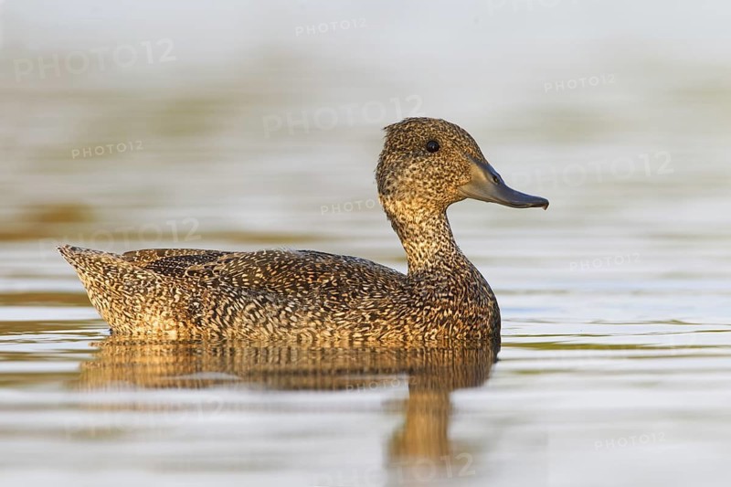 Freckled Duck (Stictonetta naevosa) female, Victoria, Australia