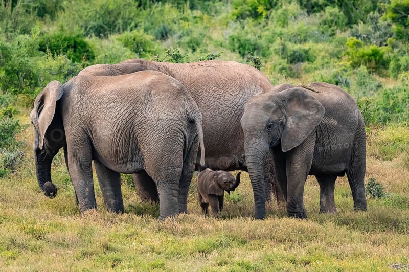 Herd of elephants with baby, African elephant (Loxodonta africana), Addo Elephant National Park, Eastern Cape, South Africa