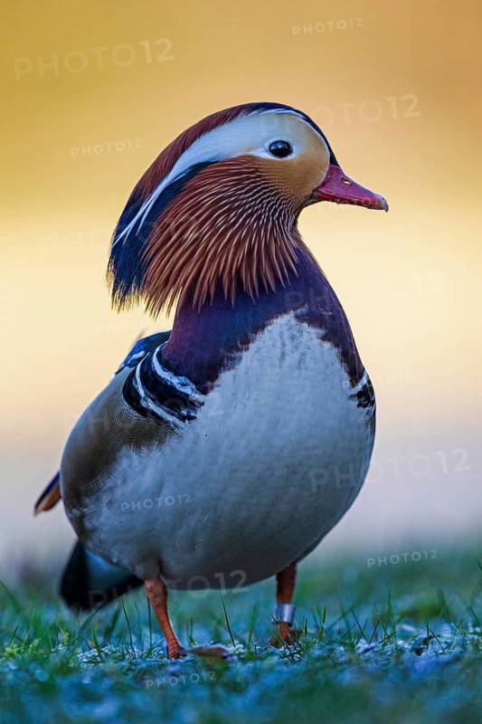 Mandarin Duck (Aix galericulata) male, Saxony-Anhalt, Germany