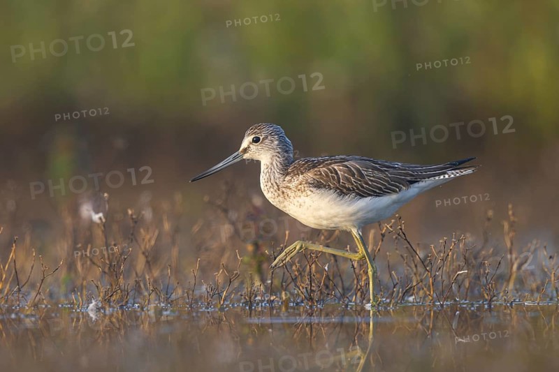 Common Greenshank (Tringa nebularia) foraging, North Rhine-Westphalia, Germany