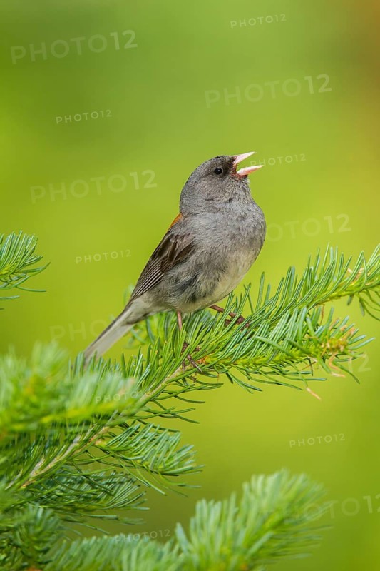 Dark-eyed Junco Junco hyemalis east of Beaver, Utah, United States 4 July Adult singing. Emberizidae Grey-headed race