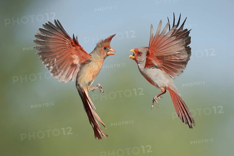 Pyrrhuloxia (Cardinalis sinuatus) pair flying, Arizona, USA
