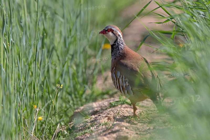 Red-legged Partridge (Alectoris rufa), Castile-La Mancha, Spain