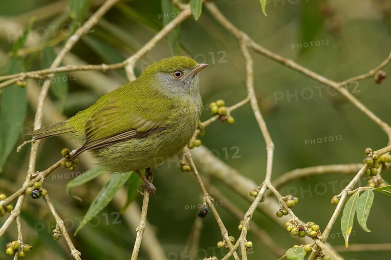 Pin-tailed Manakin (Ilicura militaris) perched on a branch in the Atlantic Rainforest Region of Brazil