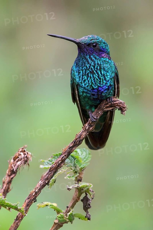 Sparkling Violet-ear (Colibri coruscans) perched on a branch in Manu National Park, Peru