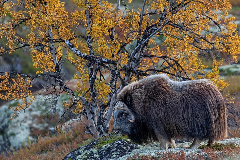 Musk ox bull (Ovibos moschatus) in autumnal tundra landscape, autumn, Ruska, autumn colours, Norway