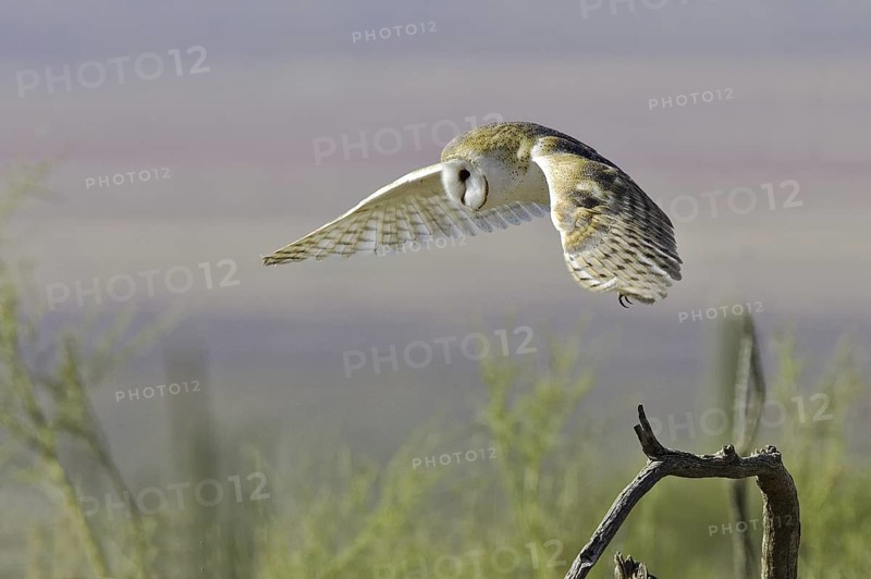 Western Barn Owl (Tyto alba) taking flight, Arizona, USA
