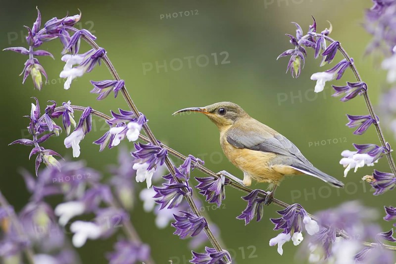 Eastern Spinebill (Acanthorhynchus tenuirostris) juvenile, Victoria, Australia