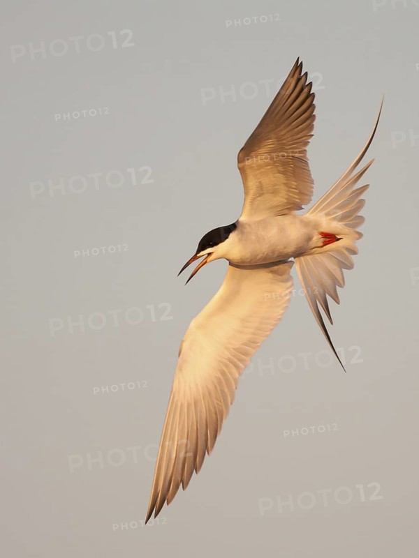 Forster's Tern (Sterna forsteri) flying, California, USA