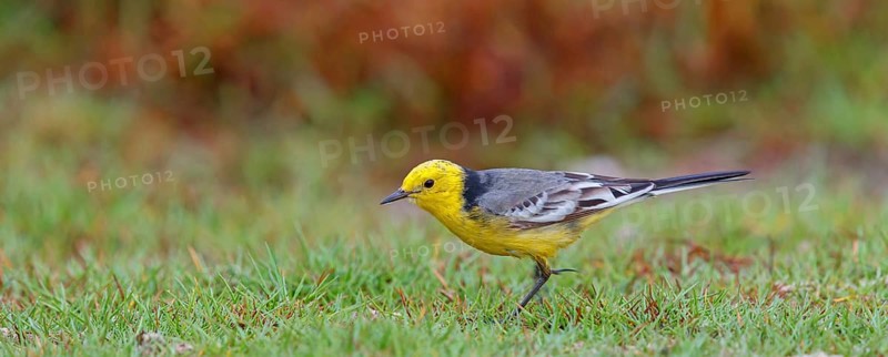 Citrine wagtail, (Motacilla citreola), foraging in a biotope, Middle East, Oman, songbird, family of stilts and pipits, Raysut, Salalah, Dhofar, Oman