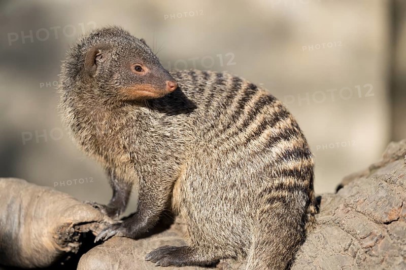 An adult zebra mongoose (Mungos mungo) sits on a hollow, fallen tree trunk in the soft morning light. East, Southeast and South-Central Africa