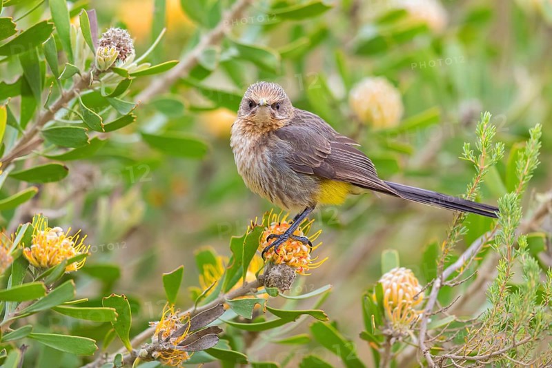 Cape sugarbird (Promerops cafer), Harold Porter National Botanical Gardens, Betty's Bay, Western Cape, South Africa