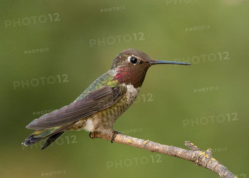 Male Anna's Hummingbird (Calypte anna) perched on a twig