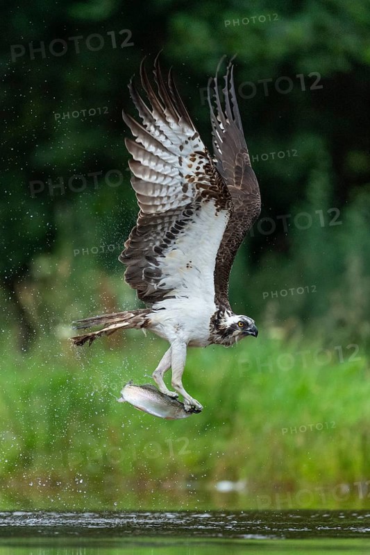 Osprey, Pandion haliaetus, Aviemore, Scotland, Great Britain