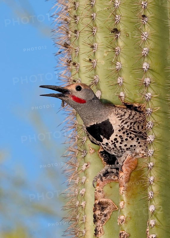 Gilded Flicker Colaptes auratus Tucson, Pima Co., ARIZONA, USA 26 April Adult Male Picidae