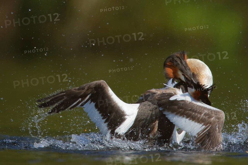 Great Crested Grebe (Podiceps cristatus) fighting for territory, North Rhine-Westphalia, Germany